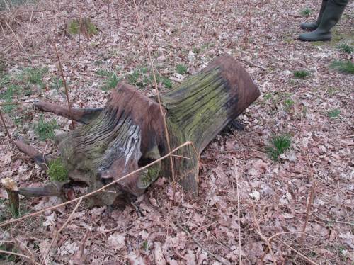 Was kümmert es die deutsche Eiche ...