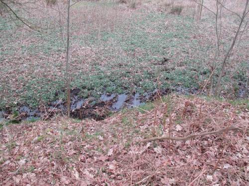 Am Fuß des hoch liegenden Moränenhangs treten Quellwässer am Rand der Aue aus.