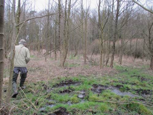 Beeindruckend stellt sich die vielfältige Bodenentwicklung, hier zu sumpfigem / anmoorigem Teilstandort dar.