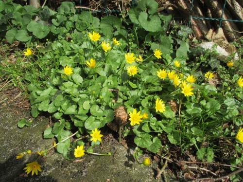 Es lässt sich nicht länger verbergen - der Frühling zieht ins Land. Scharbockskraut blüht seit einigen Tagen flächig im Garten.