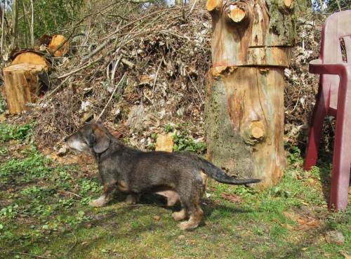 Nun ist Socke in seinem Element - zumal auch die ihm bekannten Hunde-Arzneikräuter wieder wachsen und abgeweidet werden können. - Ja, all sowas hat er als Kleiner aus seiner langen Lernphase im Rudel mitgebracht.