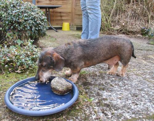 Wasser ist für einen Garten eine Selbstverständlichkeit - sollte es jedenfalls sein. So schlägt Socke hier Wellen. Dass dies künstliche Kleingewässer auch als Vogeltränke und -badewanne genutzt wird, erhöht offenbar seinen Genuss.