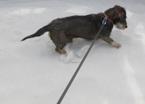 Kaum betrat der inzwischen schon 12jährige Socke von de Dreyster Drift den weissen, trockenen Strandsand ...