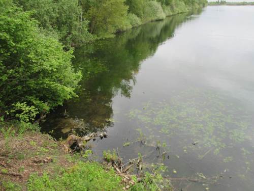 Und Schwalben, Wassergeflügel sowie das interessante Flachwasser des Baggersees mit seinen Wasserpflanzen angucken.