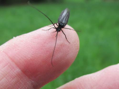 Allerlei Insekten schwärmten, z.B. diese schwarzen Köcherfliegen, wohl Agapetus.