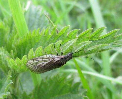 Es ist auch die Zeit der Schlammfliege.