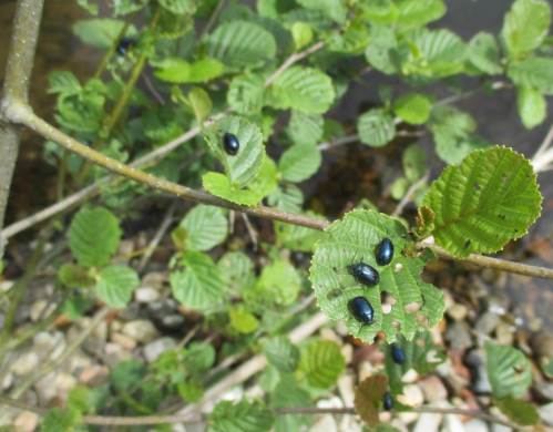 Jaaa, und die Erlenblattkäfer ...
