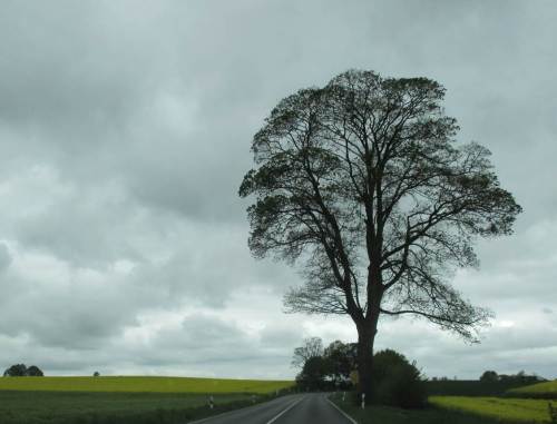 Dann fahre ich auch mal nach Hause - vorbei am beeindruckenden Ahorn, Rest einer früheren Allee.