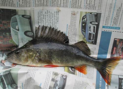 Wenn`s mit Hecht nicht klappt, kommt vielleicht ein Barsch vorbei - auch nicht schlecht, gar wenn es sich um solch 32 cm-Exemplar handelt.