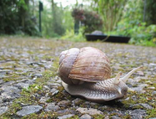 Der Fortschritt ist eine Schnecke.