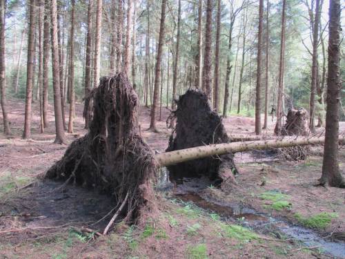 "Sach ma` "Windwurfwurzkörper"!" - In den USA und anderswo gern beim Gewässerrestaurieren genutzt: ganze Sturzbäume mit Wurzelballen.
