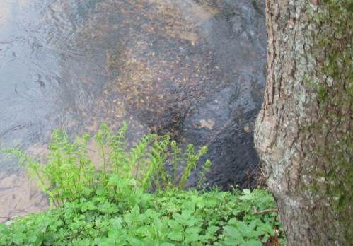 Frisches Bachneunaugenlaichbett (helle Kiesfläche) auf altem Bachforellenlaichbett (Winter 2014/15) - von links: auf Fisch-gemachten Anströmkolk folgt der "Kiesberg", in dem die Eier vom Bach erbrütet werden.