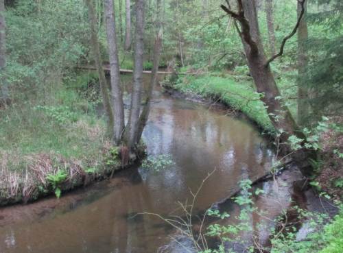 Mäander - menschenzerstört - überbreit mit Sandsohle, standorttypisch von Natur gesäumt mit Erlen.