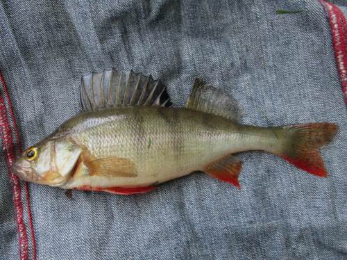 Ausser Konkurrenz hatte der 1. Vorsitzende einen runden Flussbarsch von einem anderen Gewässer mitgebracht.