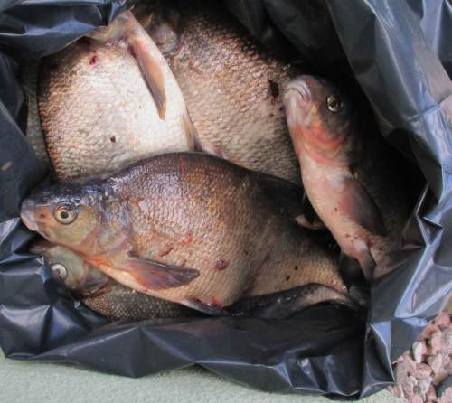 Diesmal gab es jede Menge Brassen. Spezialisten haben spezielle Zubereitungsformen.