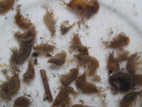 Massenhaft Bachflohkrebse und ein paar Köcherfliegenlarven füllten den Magen noch mehr. - Ein klares Indiz: Das Fanggewässer wartet darauf, zum Salmonidengewässer restauriert zu werden!