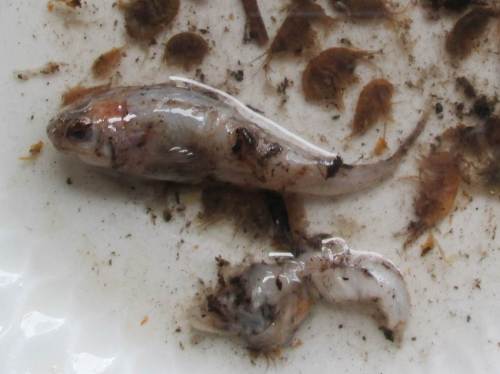 Kein Wunder, dass der Barsch rund war - mindestens ein kleiner Fisch, ein Barsch oder vielleicht eine Mühlkoppe? Vielleicht ein schon weitgehend verdauter zweiter Fisch?