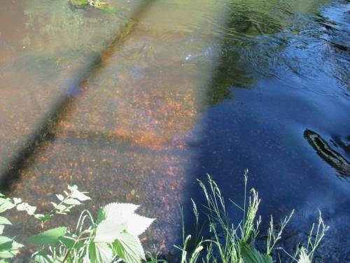 Die seit einigen Jahren zunehmend angebotenen Kies- und Geröllgaben zeigen Wirkung: heller Fleck - frisch belaichtes Flussneunaugenlaichbett.