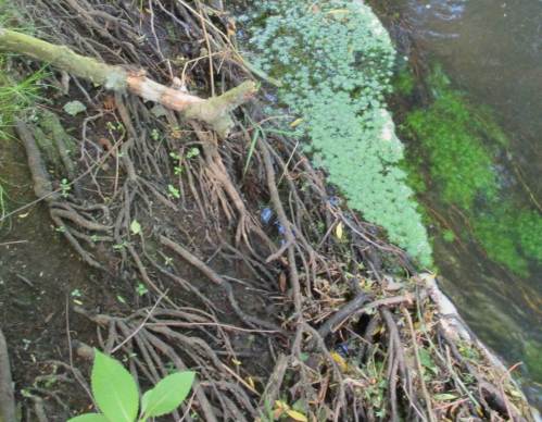 Das Niedrigwasser enthüllt die Bedeutung des Baumsaums: von der Natur kostenlos gebotener Erosionsschutz durch Wurzeln.