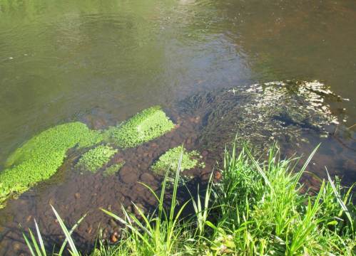 Kiese und Gerölle statt bewegter Sand: Wasserpflanzen, hier Wasserstern und Tausendblatt, können im wahrsten Sinn des Wortes Fuß fassen.