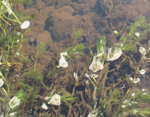 Die fehlende, natürliche Beschattung allerdings bringt die Sonne ins Maximum. Die Steine überwachsen massiv mit Algen, Sonnenüberschuss lässt Tausendblatt Sauerstoffübersättigung produzieren, Sauerstoffperlen gasen aus.