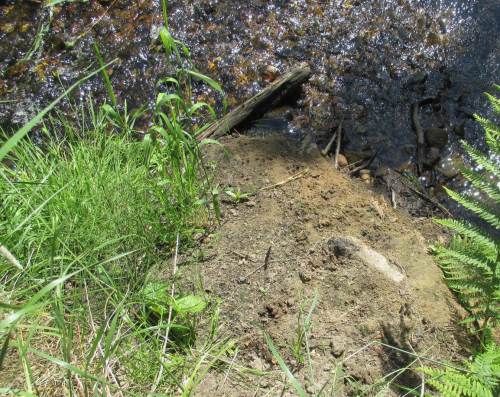 Wir befinden uns nicht nur im Biber-, sondern auch im Otter-Land.