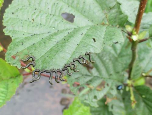 Wochenlang hat es nicht geregnet, Bäche und Flüsse in Norddeutschland führen Niedrigstwasser. - Hier das Zeichen der Natur, dokumentiert von Erlenblattkäferlarven. Fragezeichen über Fragezeichen: Wann kommt der Regen?!