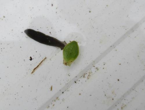 Auch der Strudelwurm zeigt gute Wasserqualität an - das war hier nicht immer so. Weitergehende Abwasserreinigung hat wahre Wunder gewirkt.