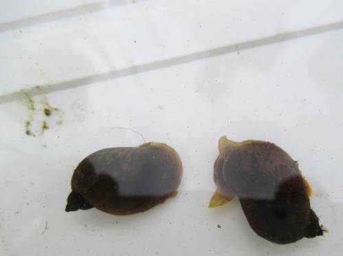 Bei all der zu verarbeitenden Algen- und Pflanzenmasse dürfen Schnecken natürlich nicht fehlen.