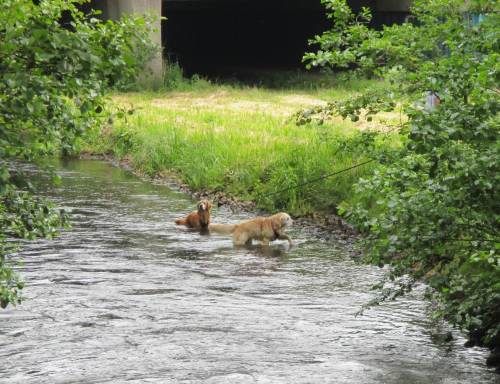 Amphibisch - jetzt sehe ich den Begriff "Makro-zoobenthos" zum Greifen vor mir.