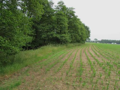Auch hier kein Randstreifen, wie zuvor am Beispiel des Naturschutzgebiets Untere Seeveniederung dokumentiert.