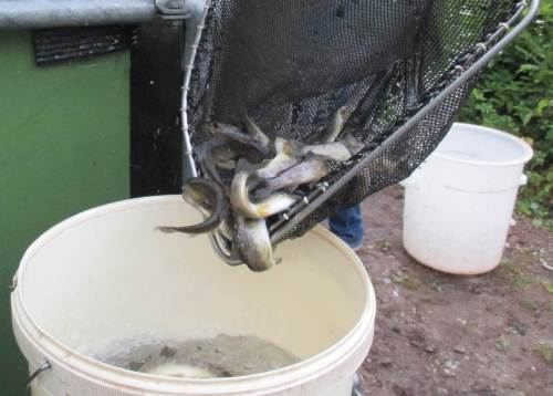 Die zweijährigen Bachforellen natürlich auch ...