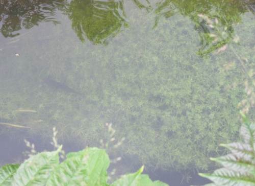 Super heute - kaum sind die Standplätze unter und auf den Wassersternpolstern eingenommen, geht das große Fressen los. Die einen sammeln unten, die anderen platschen eifrig an der Wasseroberfläche.