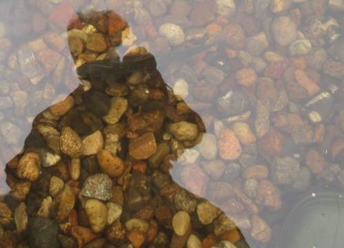 Vor meinen Füßen orientieren sie sich, wechseln zu anderen Standplätzen - und fangen ebenfalls sofort zu fressen an.