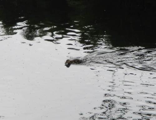 Wie die Wilden jagen die Küken durchs Wasser - der Tisch ist reich gedeckt mit frisch geschlüpften Zuckmücken und vom Regen in den Bach gespülten Landinsekten.