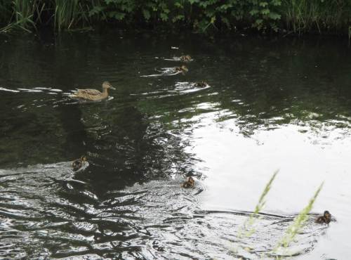 Eine Entenmutter mit kleinen Küken - eifrig bei der Nahrungsaufnahme.