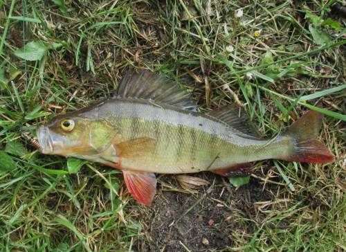 Und siehe da, wie im vorigen Blog-Beitrag kommt ein bunter Flussbarsch aus dem Wasser.