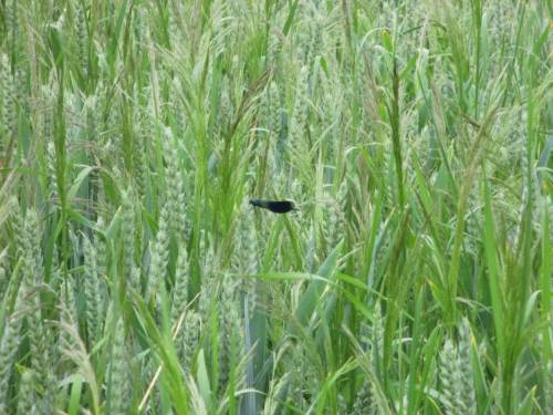 Calopteryx splendens im Kornfeld ... - die Insekten nähmen lieber mit ungespritzten Pufferstreifen vorlieb. Die sind inzwischen aber alle beseitigt. - Eine Zwangslage für die Fauna, die im Zweifel zusätzliche, zwanghafte Kontakte mit Insektizid bedeutet. - Kein Thema für unsere Politik ! ?