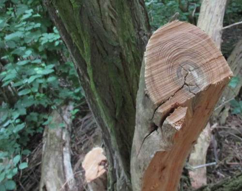 Eine Vielzahl Jahresringe an Robinien-Schnittfläche.