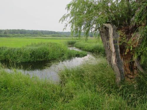 Und schon sind wir mittendrin in der Talaue. Tegeler Fließ - Wiesen, Bach und alte Weide.
