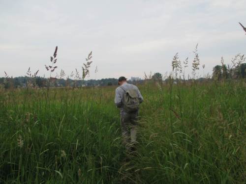 Und weiter geht`s - entlang von Wiesen, Weiden, über Moor, teils durch kopfhohen Bewuchs.
