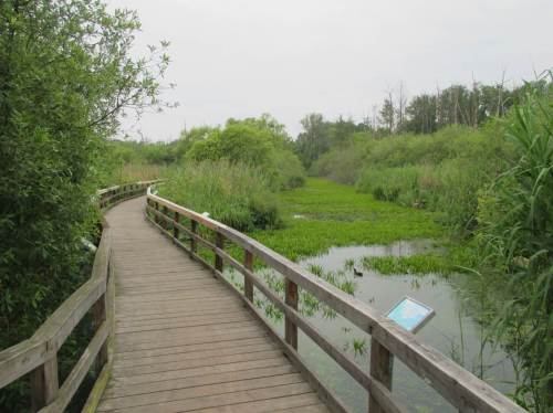 Warum, warum - ist der Steg hier krumm? Plötzlich macht der Steg einen Bogen, eine grüne, gerade Trasse liegt daneben.