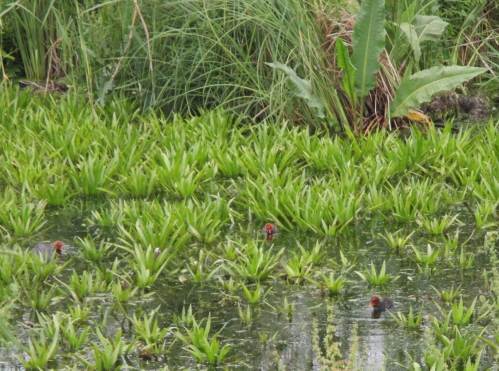 Krebsscherendschungel - für junge Blesshühner ein Paradies.