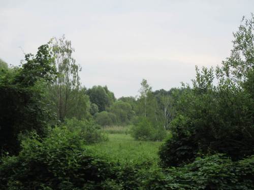 Grüner Durchblick zurück - drei Dimensionen, wir nähern uns dem Moränenhang.