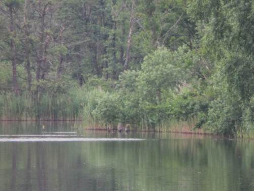 Alle, die dabei waren, behaupten: weit entfernt am gegenüberliegenden Ufer, daher hier unscharfe Ausschnitte, saß ein Pirol auf totem Baum. Im Foto sieht man einen gelben Fleck über bewegtem Wasser - von seinem Ansitz stürzte sich der Pirol auf die Wasseroberfläche und flog zurück.