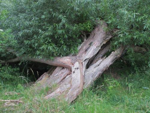 Werden und Vergehen, Bruchweide - wir müssen nicht immer überall "aufräumen".
