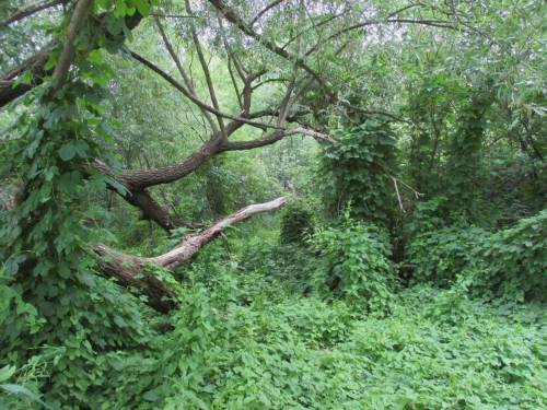 Es rankt an Holz und Totholz, als wären wir im Dschungel.