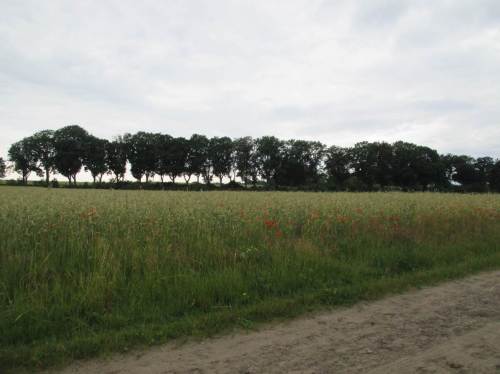 Am Horizont eine alte Allee, davor wieder mal ein Acker ohne Ackerrandstreifen, aber immerhin mit Mohn und ein paar Kornblumen.