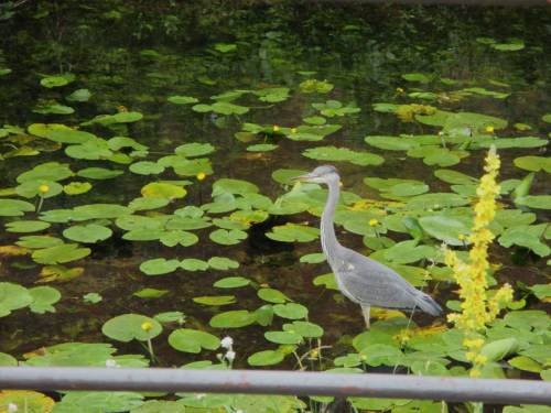 Aaahh, Graureiher zum Anfassen (fast).