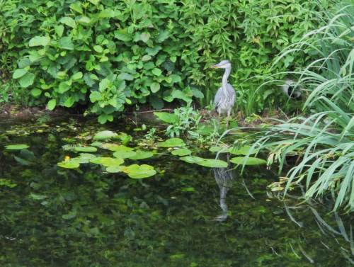 Andere Grabenseite, Vogel mit Spiegelung - da lässt es sich doch ruhiger jagen.